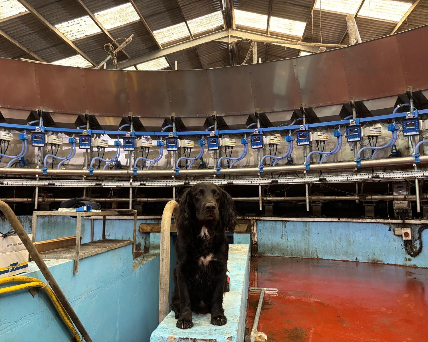 A rotary milking parlour fitted and serviced by Colin Dawson Ltd dairy engineers